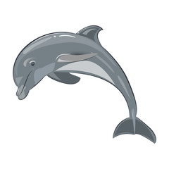 Vector illustration of a dolphin on a transparent background