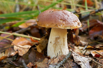 Steinpilz im Wald im Herbst