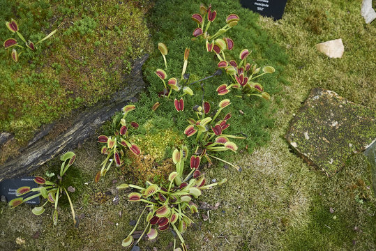 Venus flytrap