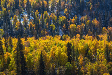 Autumn forest in the Altay Mountains, Russia.