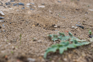 Worker ants in a natural anthill, detail of wildlife in nature