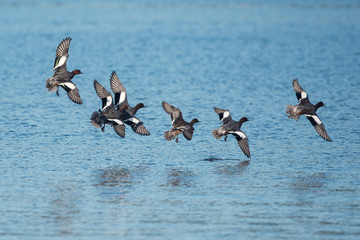 Eurasian Wigeon, Wigeon , Duck, Anas Penelope