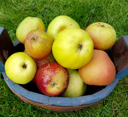 Alte Apfelsorten, verschiedene, Apfel, Malus, domestica, Aepfel