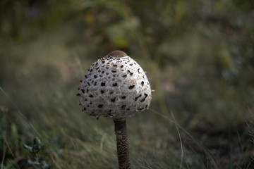 champignon nature foêt landes