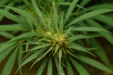 Detail of cannabis cola with visible hairs and leaves on late flowering stage