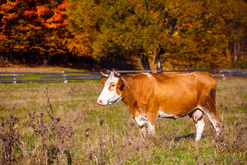 Cow grazes in the autumnal meadow.