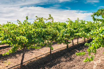 Fototapeta na wymiar Grapevines in Barossa valley vinyard, South Australia