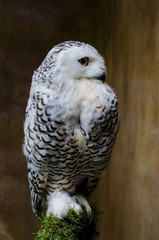 The owl has yellow eyes and a white torso with brown spots.