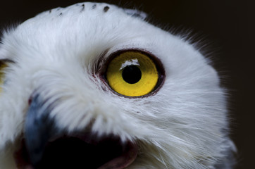 The owl has yellow eyes and a white torso with brown spots.