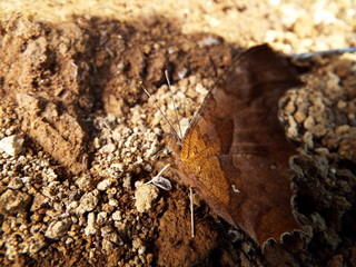 キタテハ orange butterfly