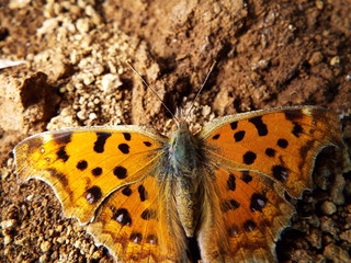 キタテハ orange butterfly