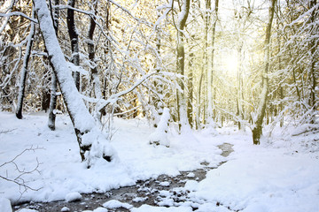 Winter trees and road in german forest with sunshine.