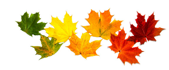 Bright maple leaves. The symbol of autumn.