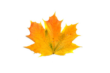 Naklejka na ściany i meble Bright maple leaf. The symbol of autumn.