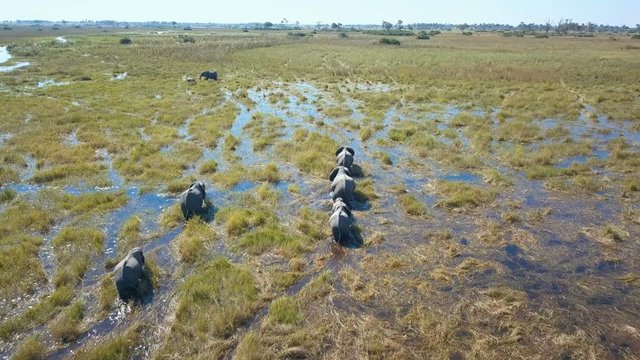 Flying over a small family of elephant leaving trails in wet marsh land