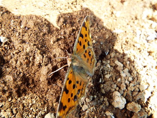 キタテハ orange butterfly