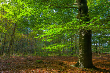 Beech forest in autumn colors in sunlight at fall 
