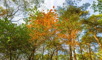 Autumn leaf colors in a forest in sunlight at fall