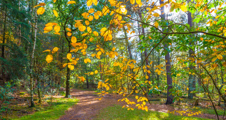 Autumn leaf colors in a forest in sunlight at fall