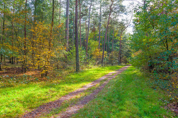 Obraz premium Autumn leaf colors in a forest in sunlight at fall