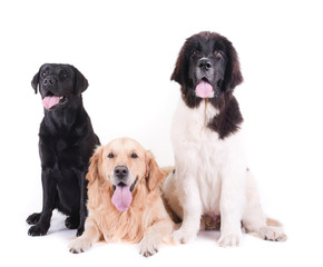 Obraz premium group of different breed dog isolated in front white background