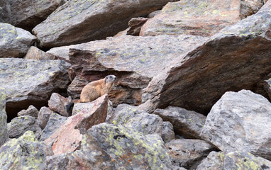 Groundhog on stones in free nature at autumn in warm light