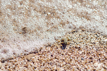 frog sitting on the seashore