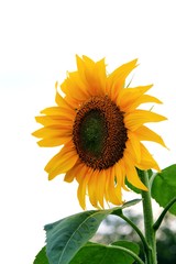 Sunflower towards the sun