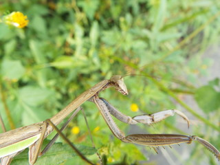オオカマキリ mantis