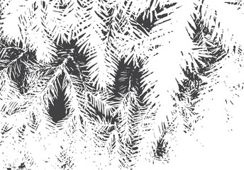 Fir branches texture. Christmas overlay. Nature illustration.Black and white vector background for retro design.