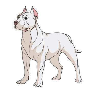 Color illustration of a pit bull dog. Isolated vector object on white background.