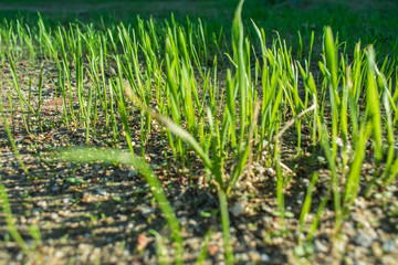 Lawn grass sprouting
