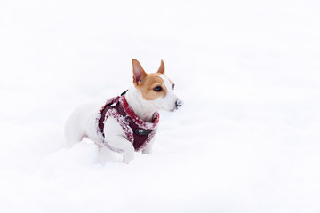 Dog with funny nose covered with snow wearing warm winter harness