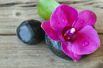Orchid (Phalaenopsis )flower on zen stone with water drops.Spa,aromatherapy or healthcare concept.Copy space.Selective focus.