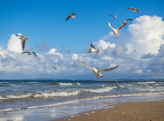 reger Flugverkehr am Meer