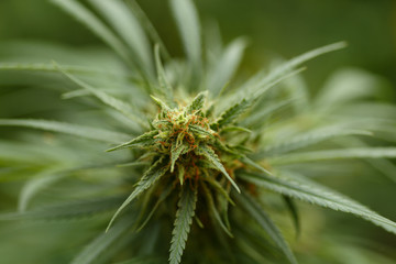 Detail of cannabis cola with visible hairs and leaves on late flowering stage