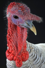 portrait turkey