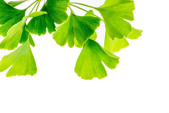 Ginkgo Biloba Leaves Isolated On White Background