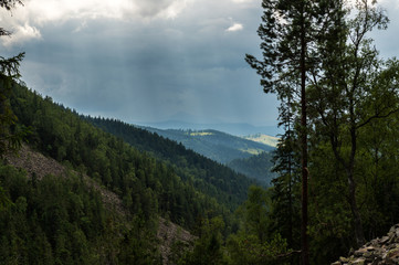Evergreen forests covering the Carpathian mountains