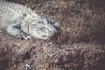 Alligator du Mississipi