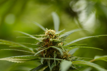 Detail of Marijuana Flower with Long Leaves
