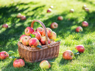 Apple harvest. Ripe red apples in the basket on the green grass.