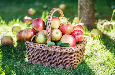 Apple harvest. Ripe red apples in the basket on the green grass.