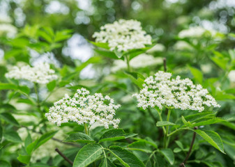 Elderberry tree in blossom. Nature background.