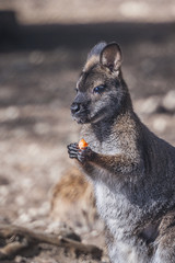 Wallaby