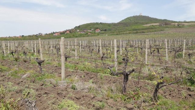 Vineyard under the hill in spring