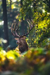 Fotobehang Edelhert hert (cervus elaphus) in herfst gebladerte van bos. © ysbrandcosijn