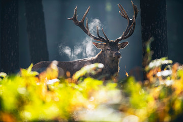 Red deer stag (cervus elaphus) in misty autumn forest.