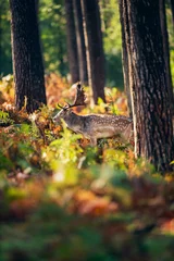 Zelfklevend Fotobehang Fallow deer buck (dama dama) between ferns in autumn forest. © ysbrandcosijn