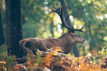 Red deer stag in ferns in autumn forest.
